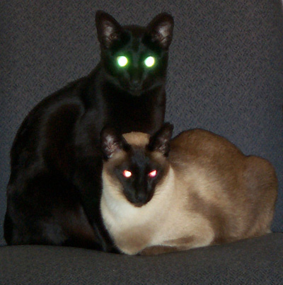 devil cats